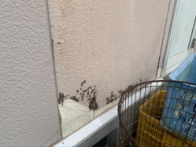 ⑥膨れ・はがれ