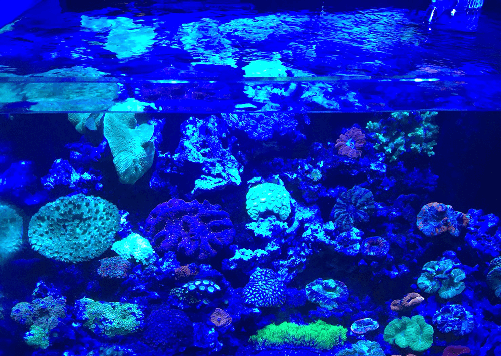 会社の水槽